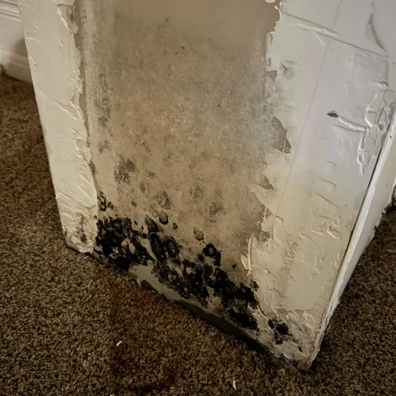 Professional Mold Removal in Winton, NC